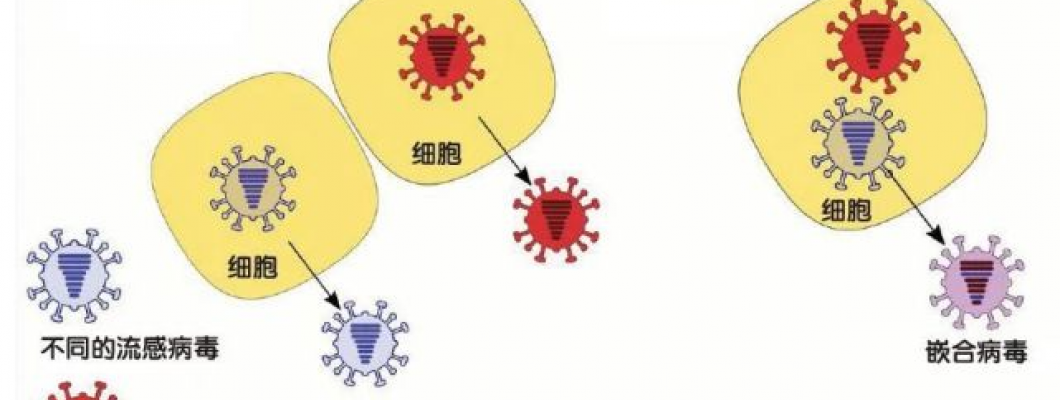 【流感病毒】一文學懂如何分辨4類流感病毒